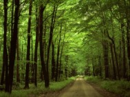 allegheny national forest pennsylvania 1600x1 189x141 allegheny national forest pennsylvania 1600x1