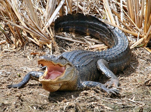 American Alligator - Texas 4-06 - 033